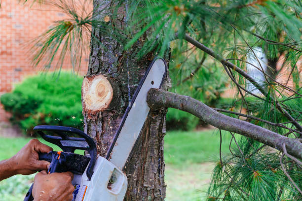 Best Arborist Services Near Me  in USA